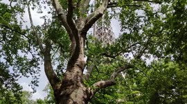 Eiffel Tower: scandal over the project of tree felling of centennial trees. After the controversy sparked by a renovation project around the Eiffel Tower, the town hall of Paris has backtracked on the felling of around twenty trees, this Monday, May 2. (V