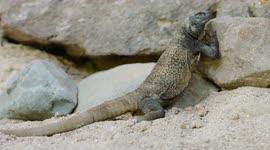 Check Out What This Lizard Does When It Feels Threatened