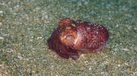 Shy squid hides in sand after noticing scuba divers in Japan