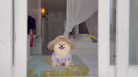 Stylish Pomeranian enjoys beach holiday wearing adorable summer outfit