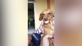 Pet dog flashes aggressive smile in the Philippines