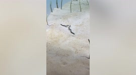 Spotted garden eels fight for female in Japanese aquarium