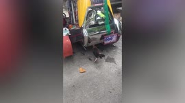 Grumpy chicken fights its own reflection