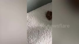 Kitten has awesome time burying himself in styrofoam packaging