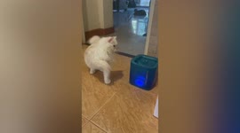 Pet cat has funny reaction when seeing portable water fountain for first time at home