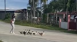 Kind woman helps group of ducks cross road