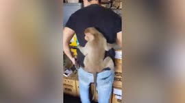 Cute monkey clings onto man's back like a baby