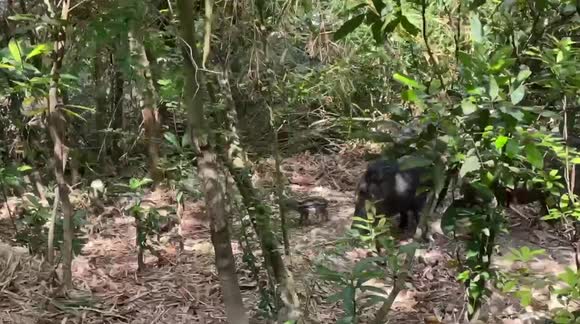 Hong Kong wild boars thrive as city forgets about cull: baby boars join the herd