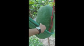 Giant squash weighing 70kg are grown in this Vietnamese village