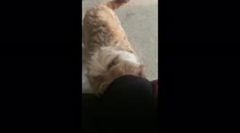 Puppy trying to steal items from my pocket, however in the end he was unsuccessful