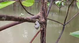 Locals collect wild snails from river to cook them in delicious curry dish