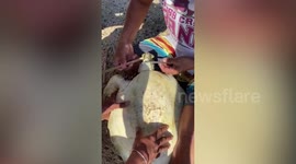 Kind fishermen rescue sea turtle tangled in net in the Philippines