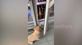 Dog sits inside refrigerator to cool off on hot day