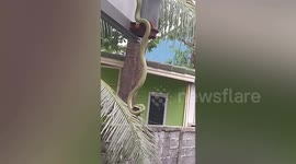 Green snake eats bat while hanging from roof