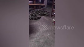 Crocodile acts like a guard dog for a family in Thailand