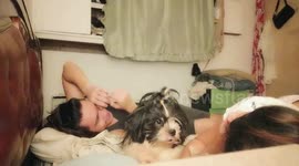 Shih Tzu dog protects owner against wife who pretends to fight with him