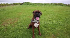Greedy dog swallows 16 GOLF BALLS on his morning walkies