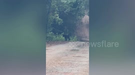 Heart-stopping moment endangered black panther wanders by tourist's car in Thailand