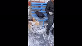 Big crow playing with a dog and a man