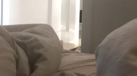 Bengals Keep Their Servant Under Close Surveillance, Ella and Albus keep a close eye on their Hooman