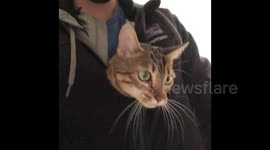 Bengal Cat Goes on an Adventure, Is that a cat or a baby kangaroo : P