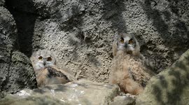 Baby Bubo Owl At Liberec Zoo In Czech Republic