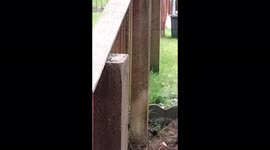 More Squirrel antics