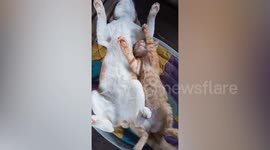 Lazy pet cats sleep with their legs sticking up in the air