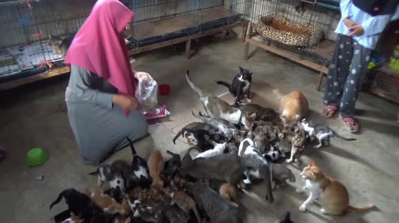 Indonesian woman rents house just to take care of 500 stray cats