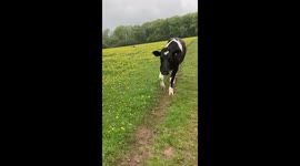 Hikers encounter cow blocking their path, turns out it just wants to be stroked