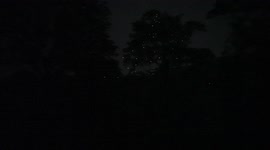 Spooky and spectacular sight of millions of fireflies sparkling Indian forest