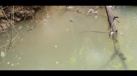 Catch shrimp from Knasaimos Tribe, South Sorong, West Papua