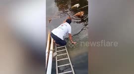 Three dogs rescued after falling into sewage treatment pond in Thailand