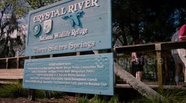 Why These Mammals Are Known to the World as Sea Cows