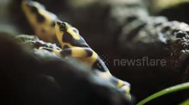 Meet the Golden Frog of Panama! The Country’s National Animal