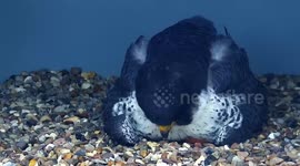 Peregrine falcons and chicks pose for rare 'family photo'