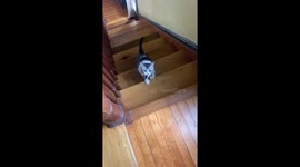 ''Clumsy but persistent' cat is finding it hard to carry her toy up the stairs 
'