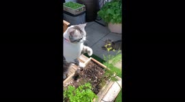 'Fly-swattin' kitty proves that cats do help around the house '