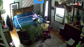 'Courageous 7 y/o boy protects anxious baby bird from preying cat and dog 
'