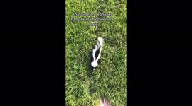 'Baby skunk shows the world the true meaning of 'make yourself at home''