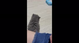 Funny kitten is afraid of the box and then crashed into the mirror