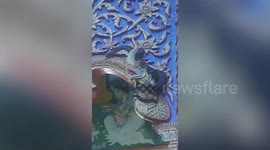 Brave Buddhist monk catches huge python curled up on temple roof