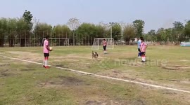 Playful pet Siberian Husky escapes from owner to crash football match