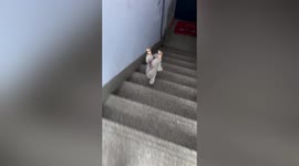 Watch this talented dog run downstairs with its hind legs in the air