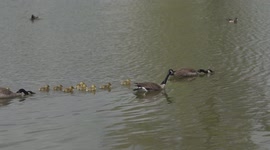 Mother and Father swimming across Brydon Lagoon with their newborns