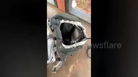 Hiker finds snake hiding in backpack after camping in Thailand