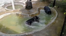 Asian black bear plays in pond to cool off as temperatures soar to 34C in Thailand