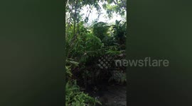 Hero passer-by rescues cow with head stuck in tree in Indonesia