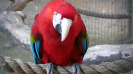 Watch this stunning Scarlet Macaw parrot enjoy a little groom time.