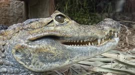 Spectacled Caimen Alligator open mouth displaying their mighty sharp teeth.
